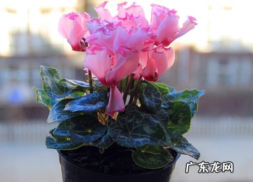 仙客来适合大盆还是小盆