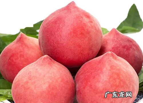 桃子原产地在哪里