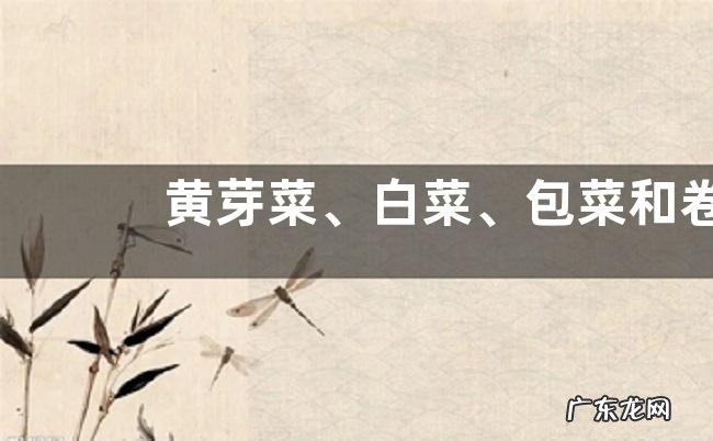 黄芽菜、白菜、包菜和卷心菜的区别