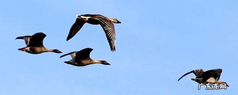 大雁的养殖前景,详细介绍