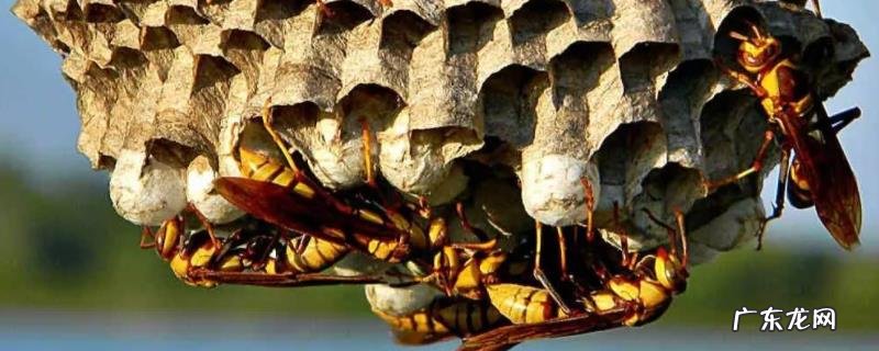 胡蜂蜇人怎么办,附注意事项