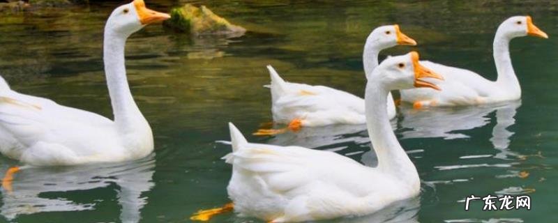 鹅和鸭的区别有哪些?详细介绍