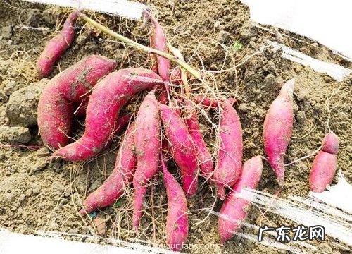 什么地瓜品种最好吃 什么样的红薯最甜最好吃
