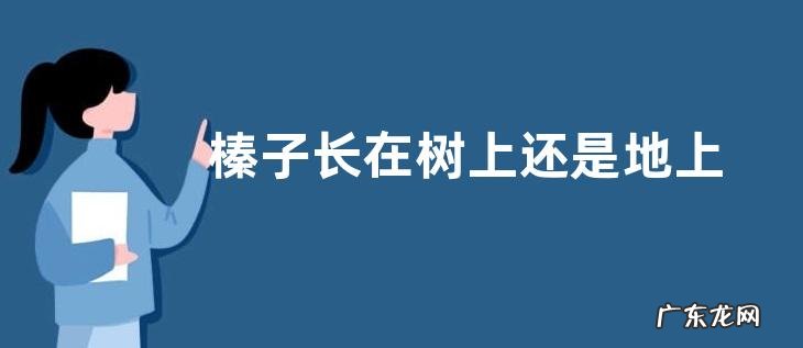 榛子长在树上还是地上 是什么树上结的果实