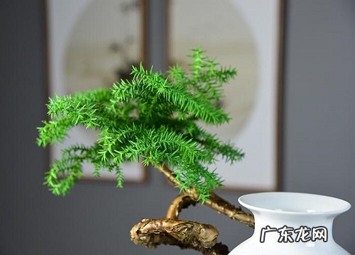 高大又笔直的树有哪些