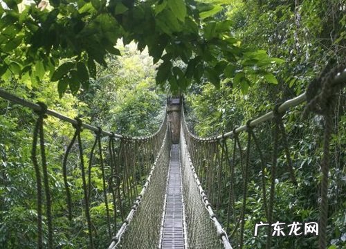 高大又笔直的树有哪些