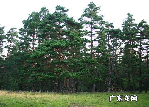 高大又笔直的树有哪些