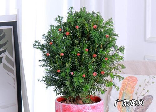 高大又笔直的树有哪些