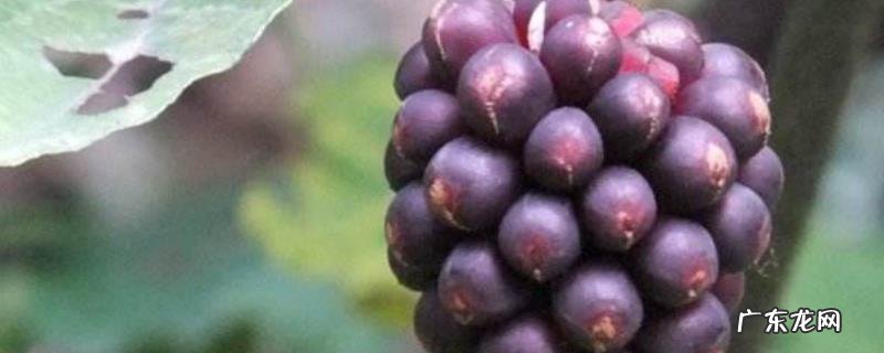 南五味子与北五味子的区别，详细介绍