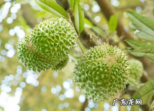 马来西亚榴莲品种排名 什么榴莲最出名