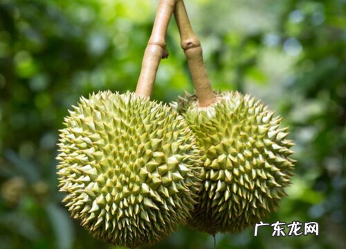 马来西亚榴莲品种排名 什么榴莲最出名