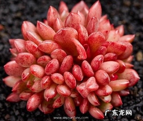 多肉介壳虫用什么药管用