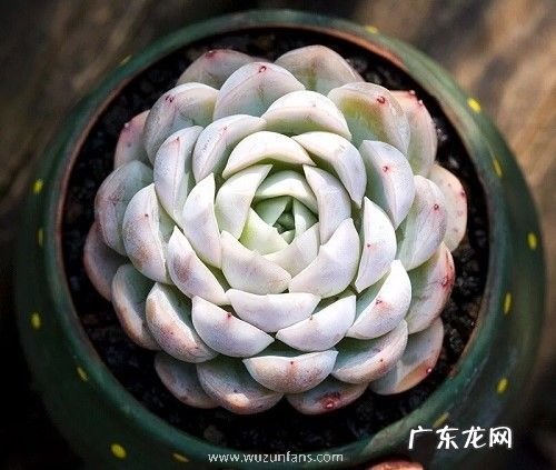 多肉介壳虫用什么药管用