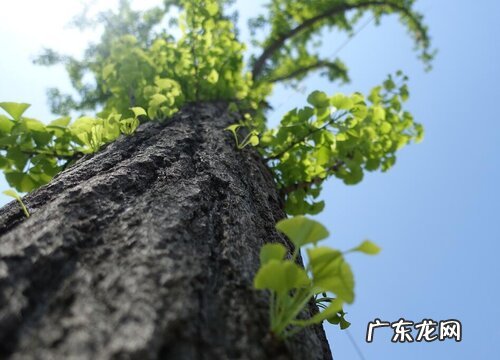 门前可以种银杏树吗