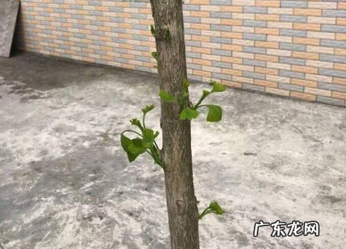 门前可以种银杏树吗