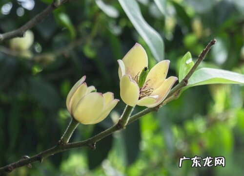 春节香花又叫什么花