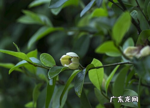 春节香花又叫什么花