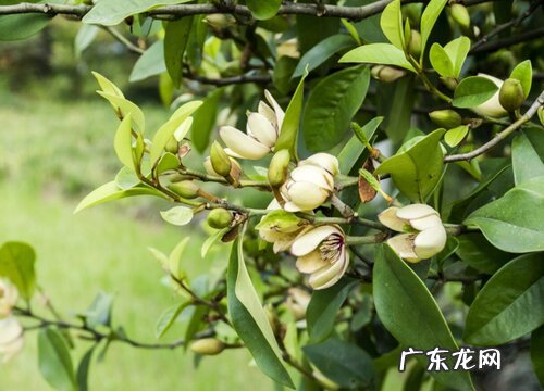 春节香花又叫什么花