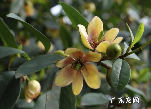 春节香花又叫什么花