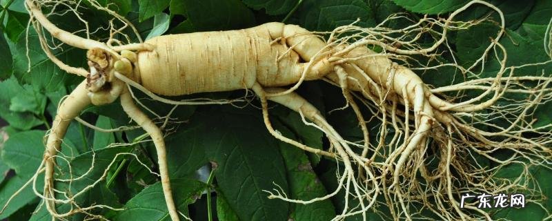 人参、党参、西洋参和太子参的区别,详细介绍