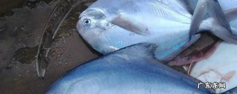 钓鲳鱼用什么饵料?附其生长习性