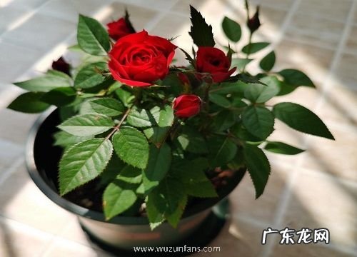 网红花卉有哪些