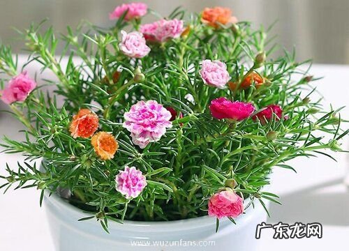 网红花卉有哪些