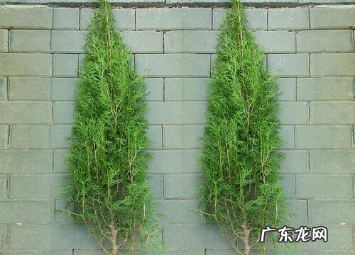 圆柏是木本植物吗