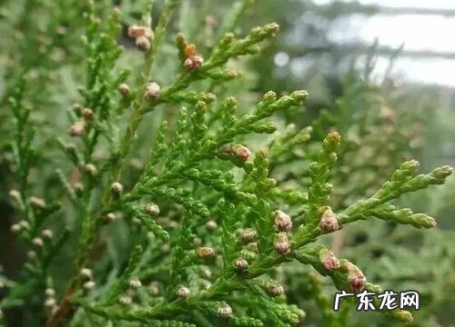 圆柏是木本植物吗