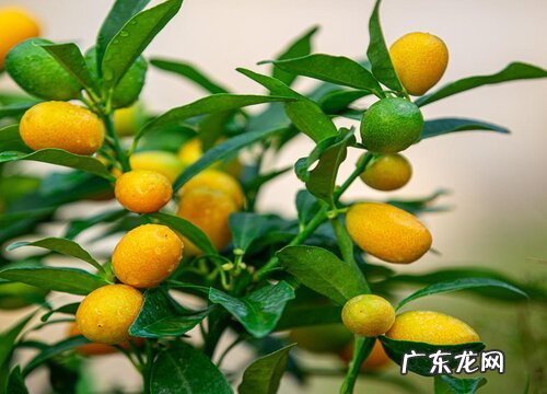 金桔什么品种最好吃 哪里产的最好吃