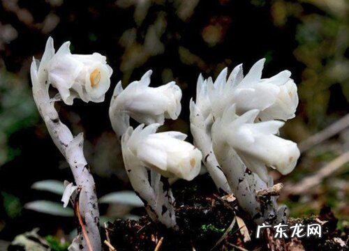 代表恶魔的花 什么花被称为恶魔之花