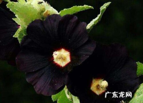 代表恶魔的花 什么花被称为恶魔之花