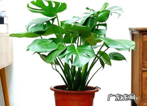 代表老年人的花 花语形容老年人是什么花