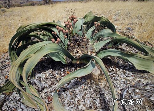 代表老年人的花 花语形容老年人是什么花