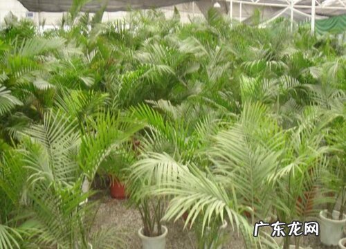 夏威夷椰子和散尾葵哪个好养