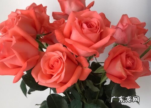 玫瑰花的生长过程 种子生长周期及样子特点