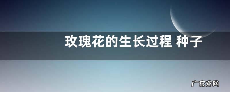玫瑰花的生长过程 种子生长周期及样子特点