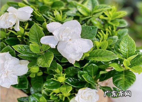 栀子花香有毒吗