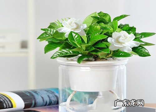 栀子花香有毒吗