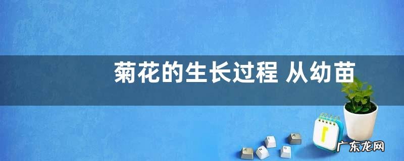 菊花的生长过程 从幼苗到开花的四个阶段变化