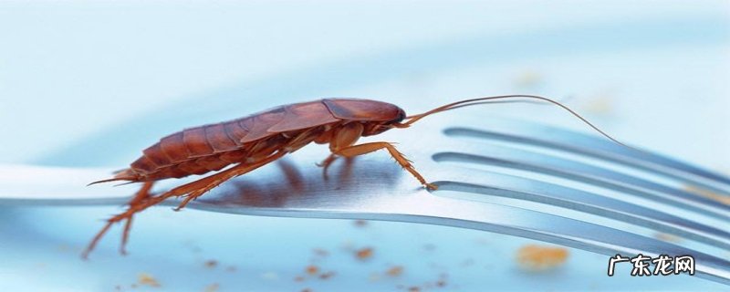 蟑螂为什么叫小强?蟑螂有哪些超强特性