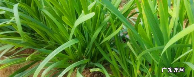 韭黄是韭菜吗?附韭菜和韭黄的区别