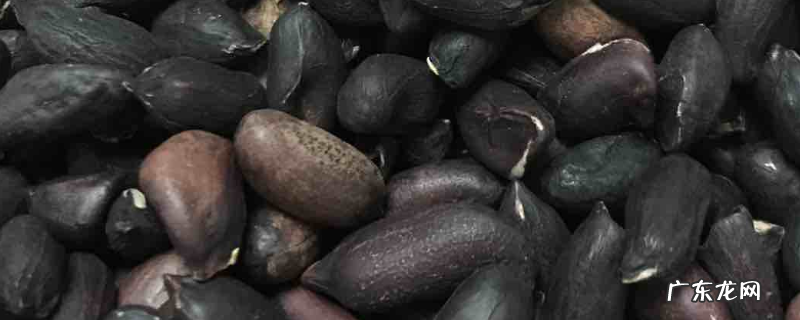 黑皮花生,附形态特征及生长周期