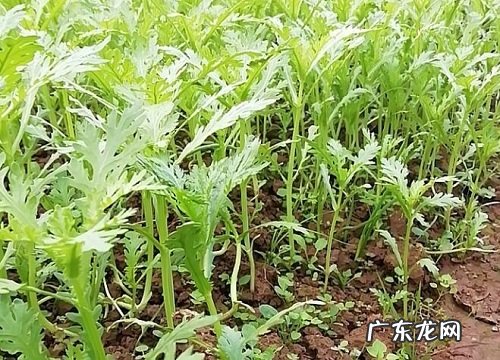 茼蒿几月份种合适