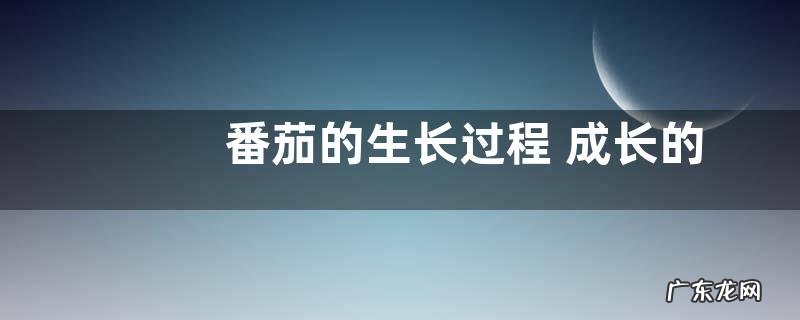 番茄的生长过程 成长的过程简单写