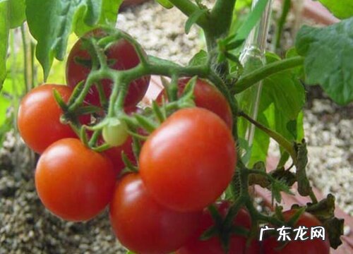 番茄的生长过程 成长的过程简单写