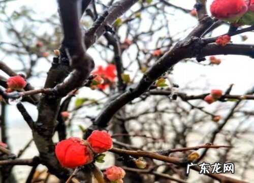 四季海棠一年开几次花