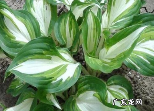 玉簪花的养殖方法和注意事项有哪些