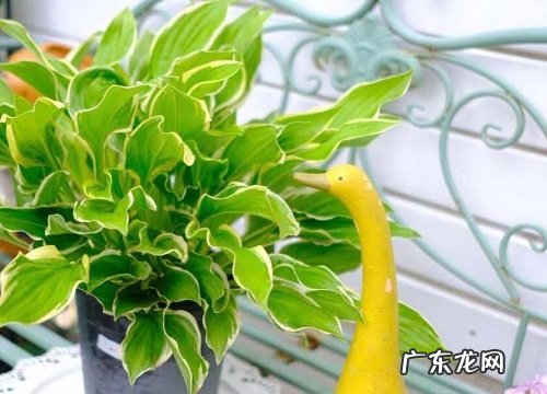 玉簪花的养殖方法和注意事项有哪些