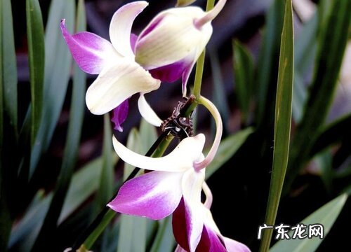 墨兰冬天怕冷吗 冬天最低耐温多少